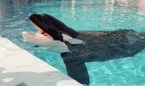 photo of Tilikum the killer whale