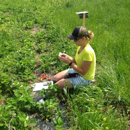 Photo of Laura Campbell measuring strawberries