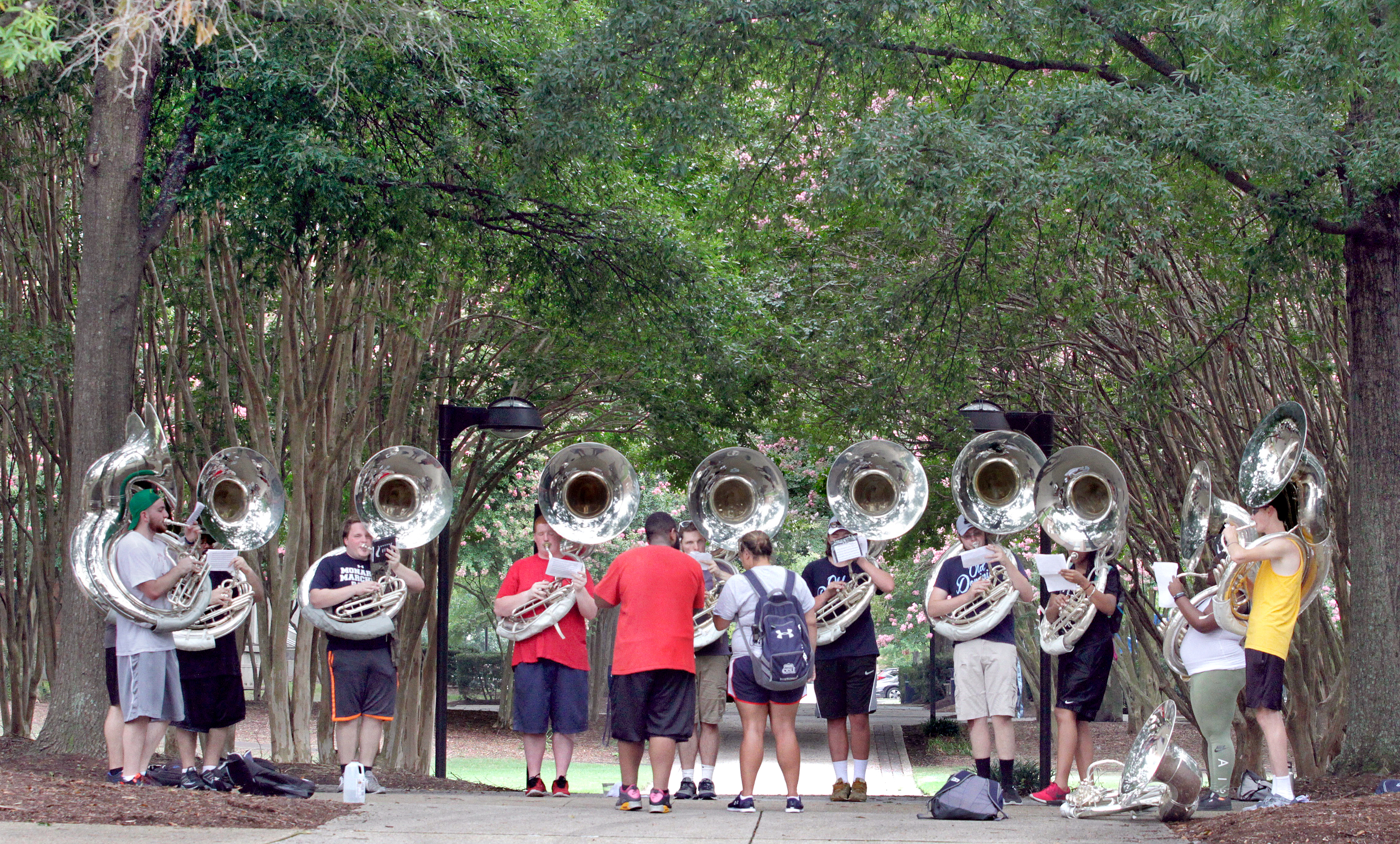 Tubas in the Trees