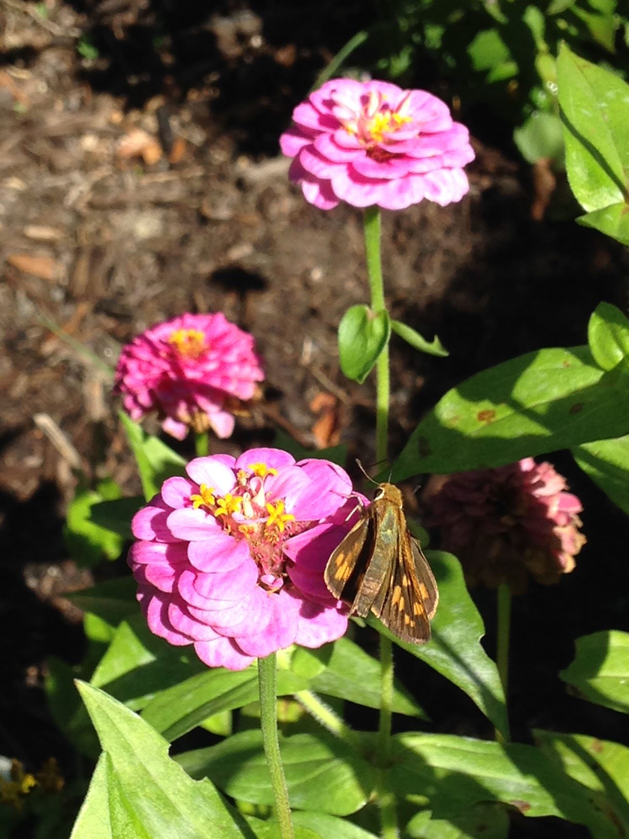 Conservation Biology Club pollinator garden