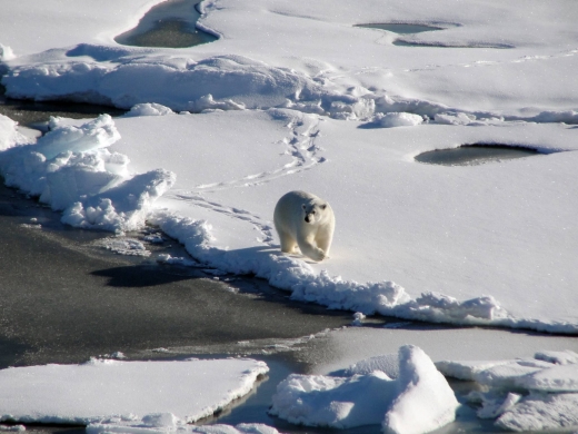 Photo of Polar Bear at the North Pole