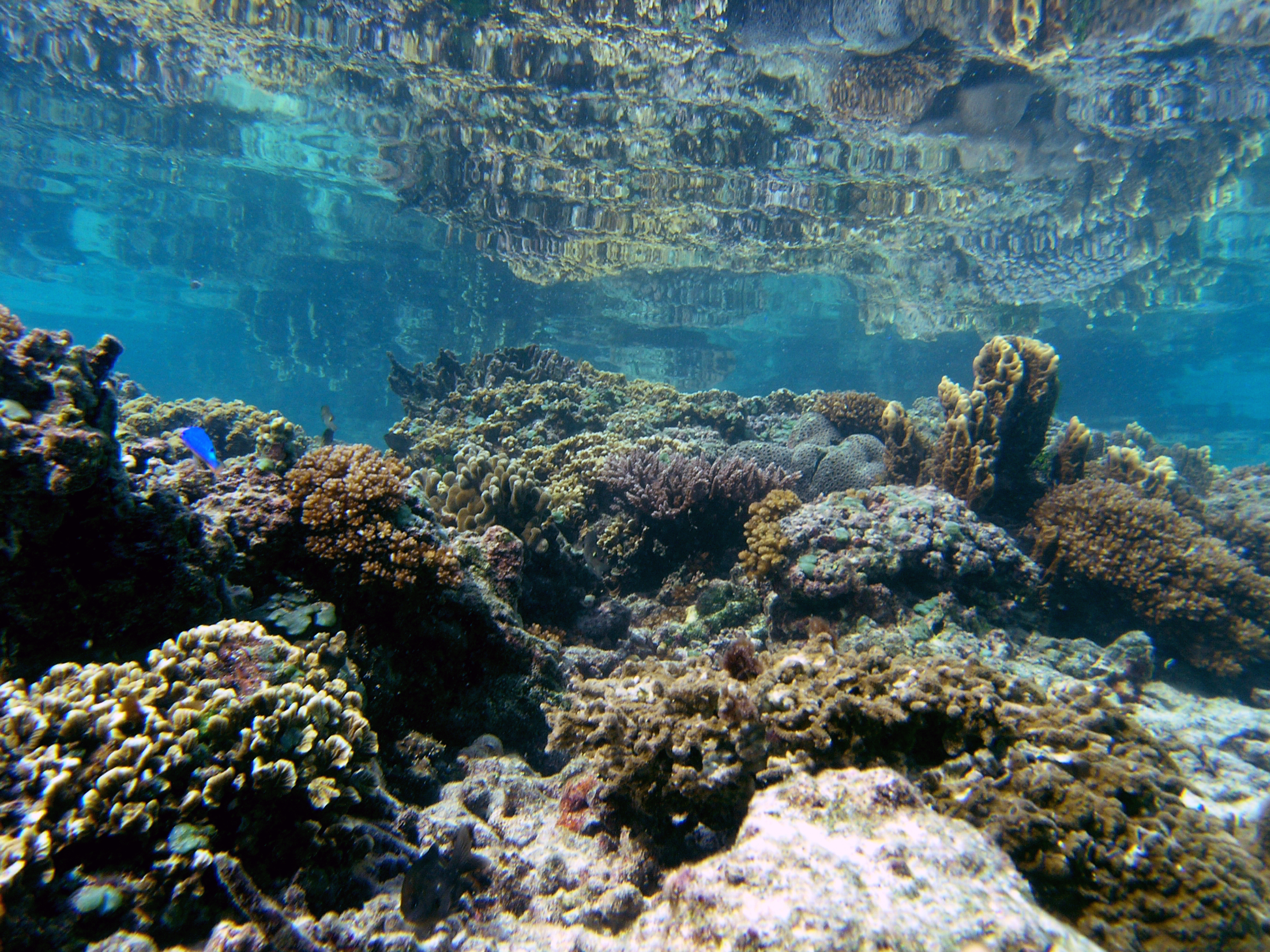 ODU Biology Professor Part of Team Awarded $7 Million to Assess Climate  Change Impacts on Coral Reefs