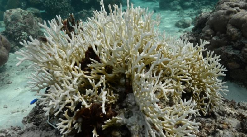 bleached millepora dan