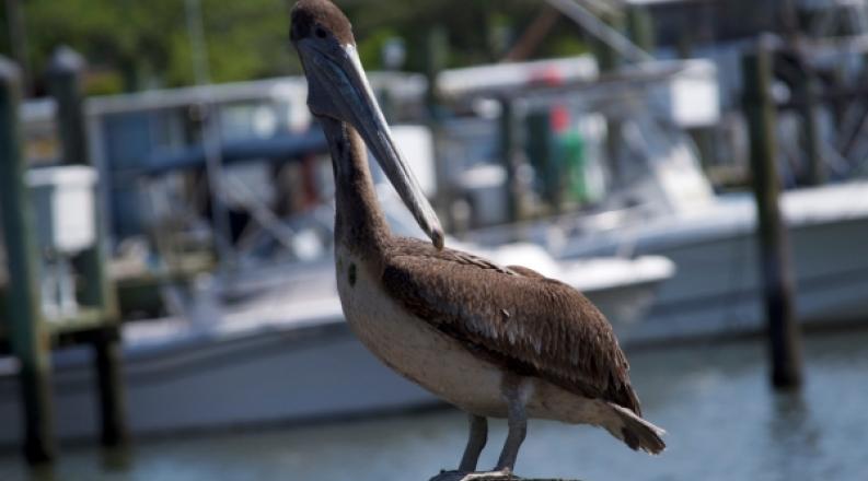 brown-pelican-1