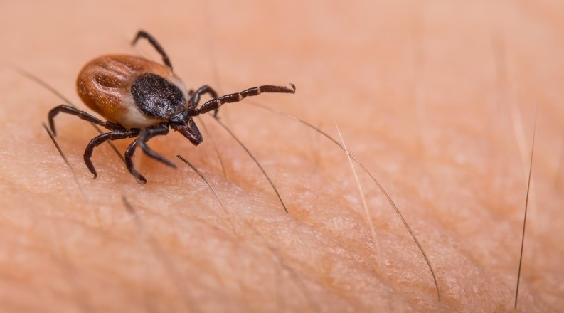 Black-legged tick