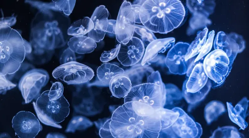 jellyfish swimming in the water