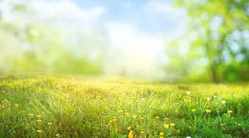 grassy area with yellow pollen tint