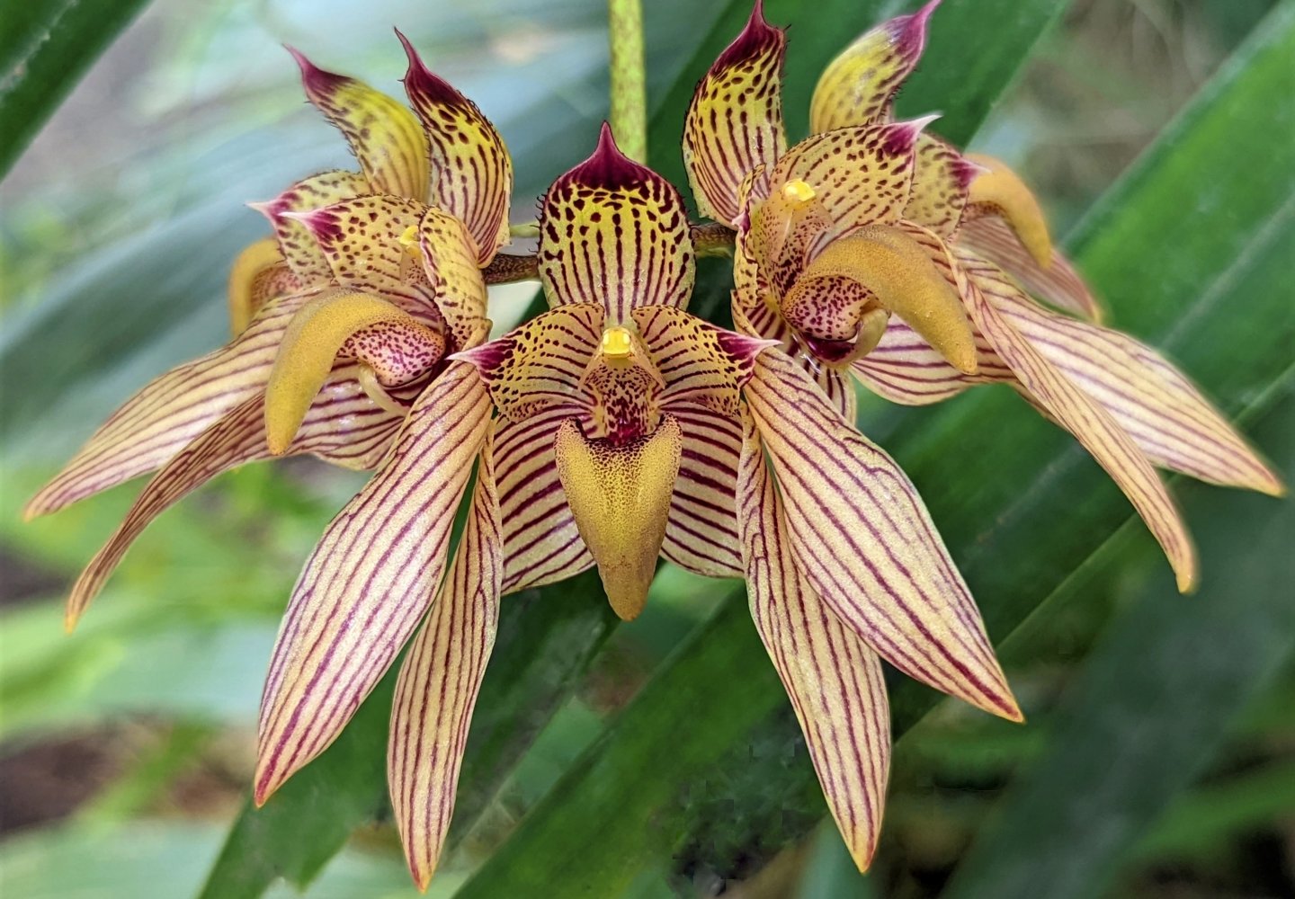 The Arthur & Phyllis Kaplan Orchid Conservatory | Old Dominion