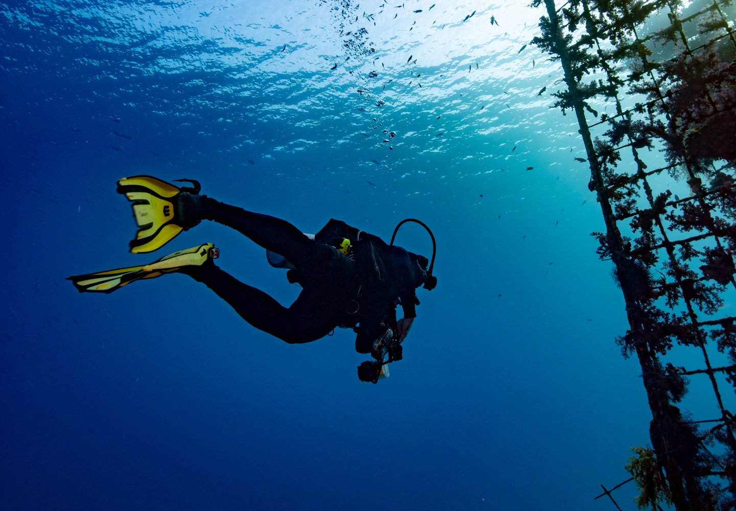 Professor Dan Barshis scuba dives in the ocean 