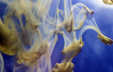 the chemical reaction of the paint with water