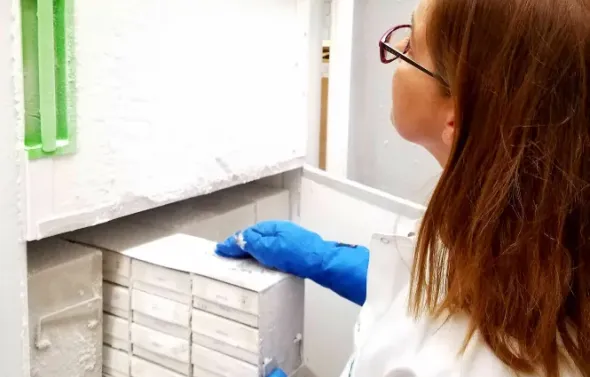Technician in blue gloves removing drawer of specimens