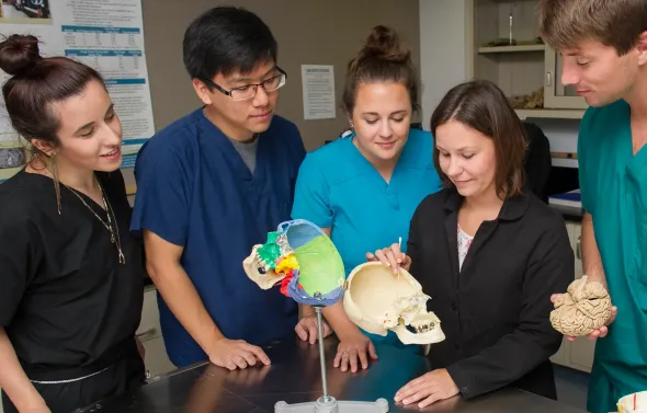 Dr. Carrie Elzie and students examine an anatomy model of th