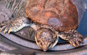 A snapping turtle inside a tub of water 