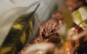 A frog sits in a terrarium 