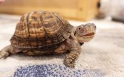 A box turtle sites on a newspaper 