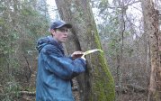 Flanders measuring tree diameter