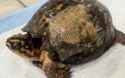 A turtle with a wound covered be sterile dressing 