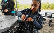 A woman works on an oyster cage.