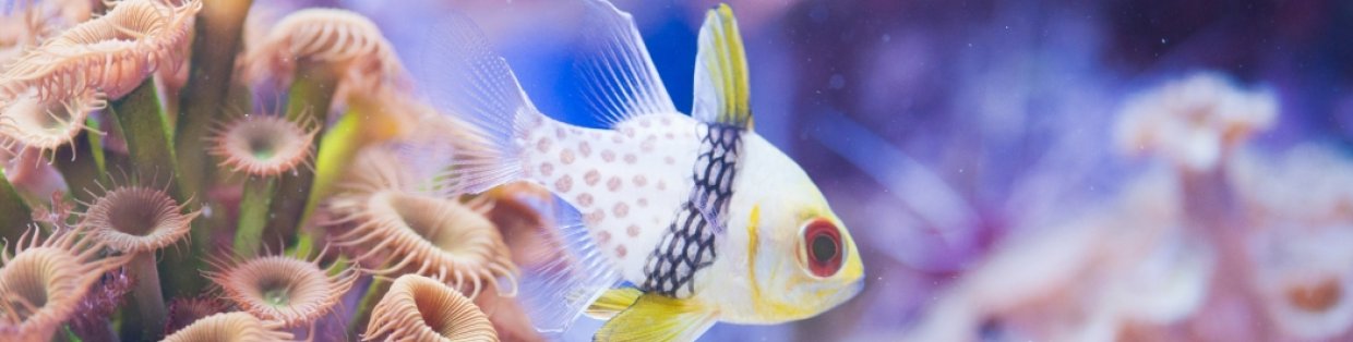 underwater image with coral and fish. 