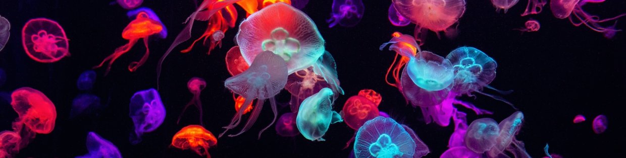 Jellyfish swimming with a blacklight shining on them to give them all different colors. 