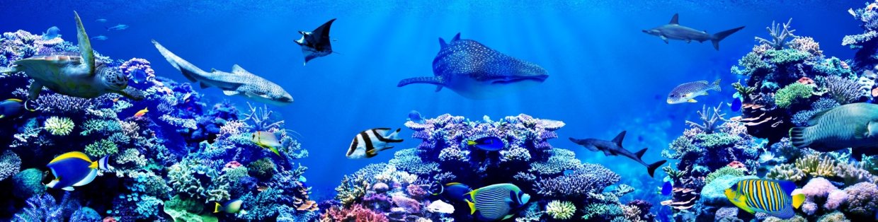 underwater scape with coral and fish. 
