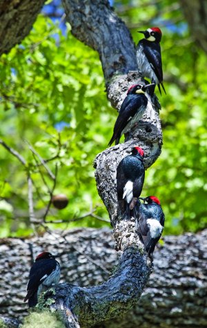 Multiple black, white and red woodpeckers congregate on a tree limb. 