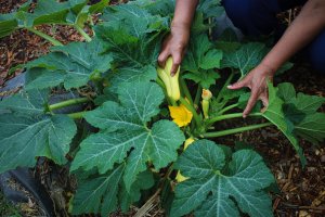 Hands harvesting a bright yellow squash 
