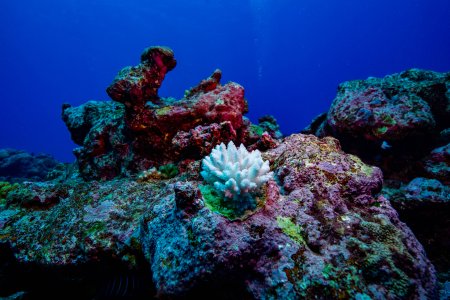 A bleached coral in the ocean. 