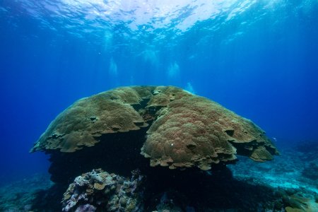 A large coral 