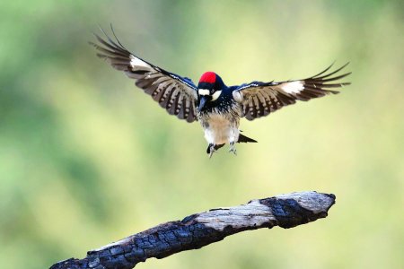 Acorn-woodpecker-flight