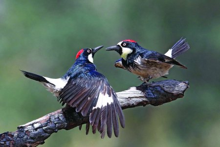 Acorn-woodpeckers-branch