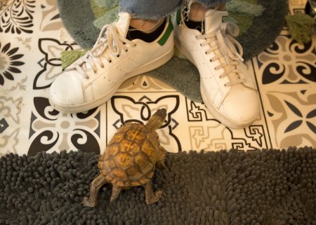 ODU alumna Linda Nichols stands with a turtle between in feet 