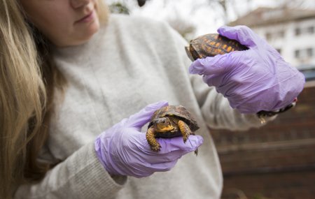 ODU alumna Linda Nichols holds two box turtles 