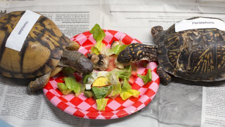 Two box turtles eat a salad on a paper plate 