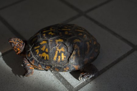 A box turtle walks across the floor 