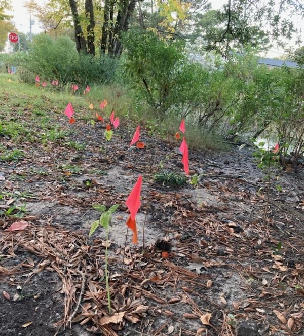 conservation-wetlands-1