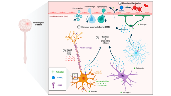 Neurological disease slide