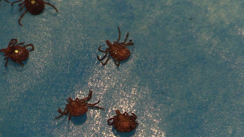 Ticks