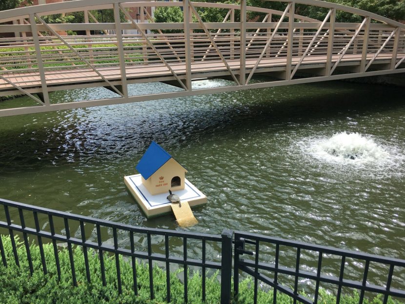 New Home for Albert "Doug" Turtle