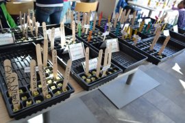 Photo of plant seedlings