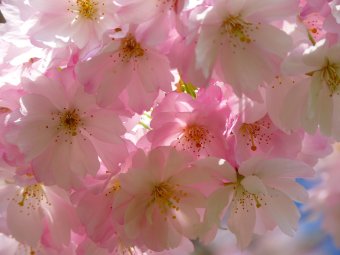 Pink and White Flowers