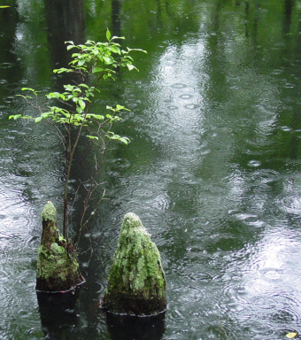 Ponded Wetland at First Landing State Park