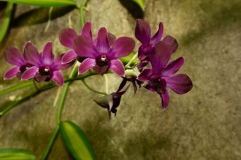 college-of-sciences-and-tidewater-orchid-society-reception-1