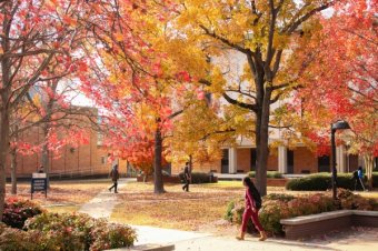 Leaves Change Colors on Campus