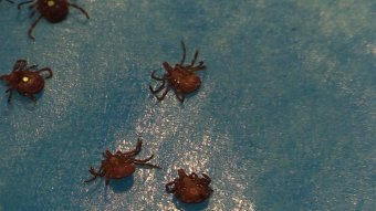 Ticks