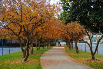Campus in the Fall