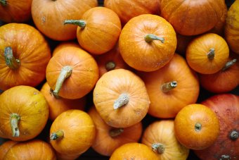 Autumn pumpkins